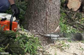 Leaf Removal in Stanwood, WA