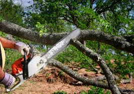 Stanwood, WA Tree Care  Company